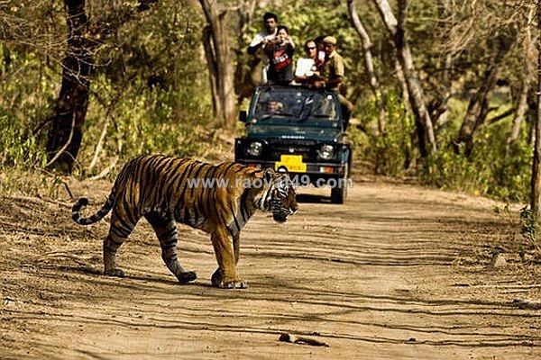 ~/Img/2024/4/what-are-the-odds-of-seeing-a-tiger-in-jim-corbett-safari-01.jpg