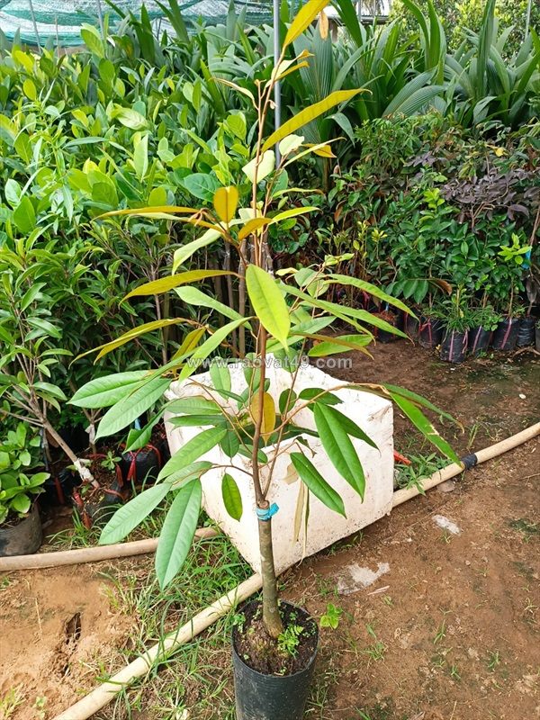 Giống sầu riêng ri6, thái và black thron 0937392133 ms.hằng