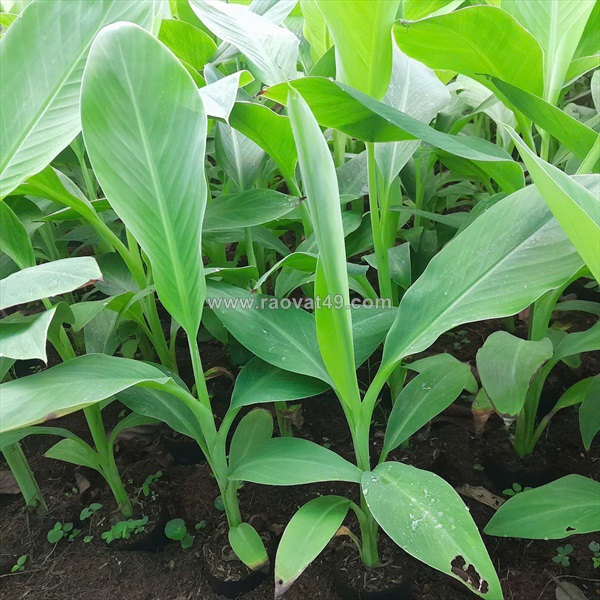 Giống chuối xiêm, chuối sáp và già nam mỹ cấy mô 0937392133 ms.hằng