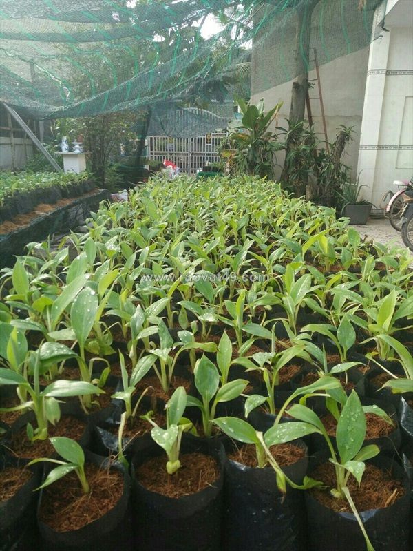 Giống chuối cấy mô số lượng lớn 0937392133 ms.hằng