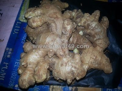 Chuyên cung cấp gừng giống cao sản số lượng lớn 0937392133 ms.hằng