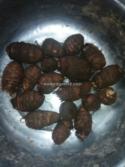 Giống khoai sọ số lượng lớn 0937392133 ms.hằng