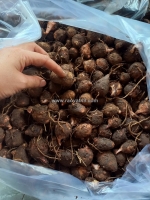 Giống khoai sọ số lượng lớn 0937392133 ms.hằng