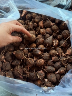 Giống khoai sọ số lượng lớn 0937392133 ms.hằng