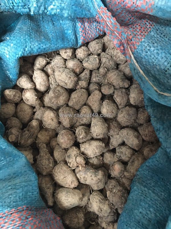 Giống khoai môn cao chỉ tím 093729133 ms.hằng