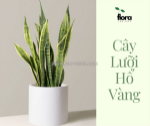 4 loài cây lưỡi hổ xua đuổi tà khí phổ biến trang trí trong nhà