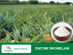 Bromelain 2000 cdu/g – tăng cường khả năng tiêu hóa và hỗ trợ sức khỏe