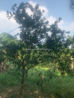 Chính chủ bán đất giữa lòng thành phố - hơn 3000m đất - 4 tỷ 2 - ngọc thụy -