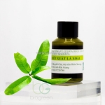 Cung cấp chiết xuất lá xoài - giải pháp tự nhiên cho da sáng mịn