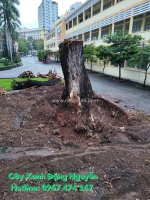 Dịch vụ chặt cây xanh chuyên nghiệp, uy tín hàng đầu