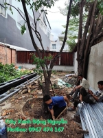 Dịch vụ chặt cây xanh tại tphcm uy tín và chuyên nghiệp