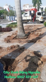 Dịch vụ cưa, cắt tỉa cây xanh tphcm uy tín nhất hiện nay