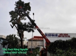 Đơn vị chuyên chặt, cắt tỉa cây xanh uy tín và chuyên nghiệp