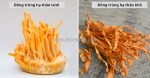 Đông trùng hạ thảo tươi hay khô: loại nào tốt hơn?