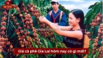 Giá cà phê gia lai tăng nhẹ: dự báo 