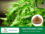 Mua cao khô đinh lăng – nguyên liệu tự nhiên dành cho sản phẩm dược liệu