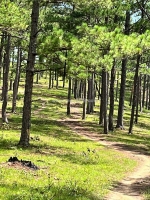 Sở hữu ngay gần 55 hecta đất đẹp tại đa nhim, lâm đồng – giá chỉ 457.000