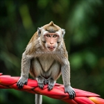 Tuổi hợp xông đất năm ất tỵ 2025 mang lại tài lộc