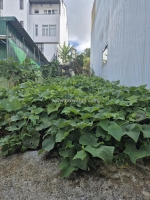 Bán đất kqh an sơn, phường 4, đà lạt.