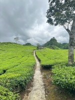 Chủ ngộp bank gửi bán gấp mảnh đất vị trí đắc địa tại trung tâm thị xã mộc châu,