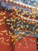 Hoa mai đông - vẻ đẹp kiên cường giữa tiết trời lạnh giá