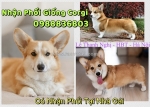 Nhận phối giống corgi thuần chủng . 0988836803