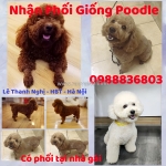 Nhận phối giống poodle thuần chủng . 0988836803