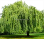 Những loại cây nên tránh trồng trước nhà theo phong thủy: bí quyết mang lại may mắn và tài lộc