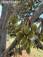 Bán khu đất chính chủ. sổ hồng 1,000m2, giá bán 425tr. lh: 09.76.9977