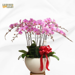 Các mẫu chậu lan hồ điệp trắng trưng bày và tặng tết 2025