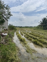 Cần bán gấp đất nền tại kv 4, tp vị thanh, tỉnh hậu giang (gần cầu chín tiền,