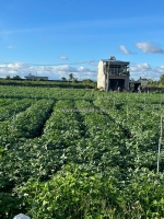 Bán 505m2 đất tổ 32 thị trấn liên nghĩa đức trọng - lâm đồng