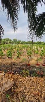 Bán đất mặt tiền kênh 8 – xã bình lợi, bình chánh