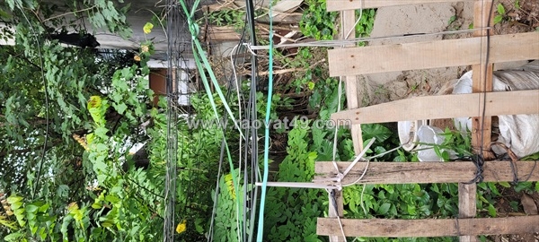 ~/Img/2025/10/ban-dat-tho-cu-kdt-sai-dong-lo-dep-vi-tri-dang-song-bac-nhat-long-bien-01.jpg