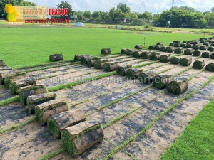 Cách trồng cỏ sân vườn phổ biến hiện nay