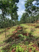 Cần bán đất đẹp tại xã đăk ơ – huyện bù gia mập – tỉnh  bình phước