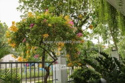 Cây cảnh quan – tạo không gian xanh hài hòa và thư giãn