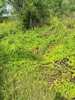 Chính chủ 179m2 đất tại ấp 2, xã hữu thạnh, huyện đức hoà, long an. full thổ cư.