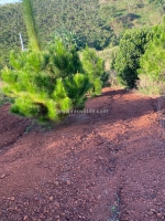 Chính chủ bán 500m2 đất tại lý thường kiệt, phường lộc phát, tp. bảo lộc, tỉnh