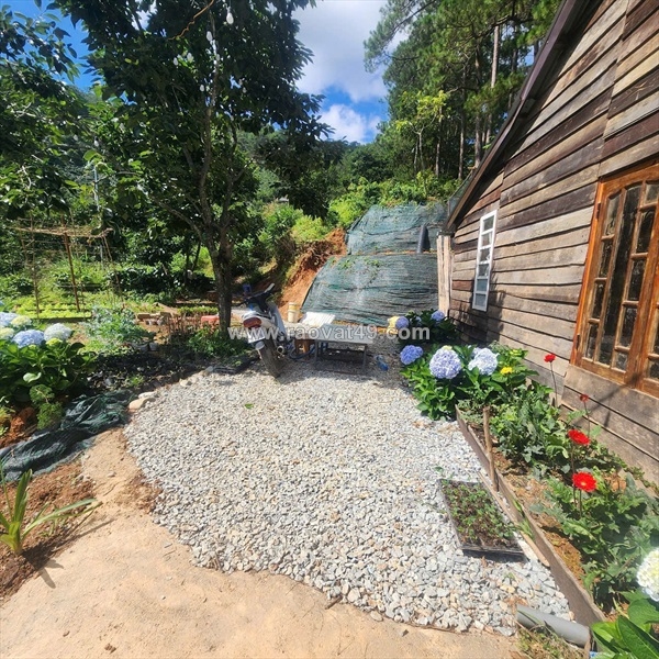 ~/Img/2025/10/cho-thue-homestay-tran-thai-tong-phuong-9-da-lat-01.jpg