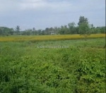 Đất chính chủ- giá tốt cần bán nhanh lô đất tân trạch, cần đước, long an