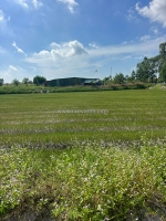 Đất đẹp - giá tốt - bán gấp lô đất tiềm năng tại xã thắng hải hàm tân bình