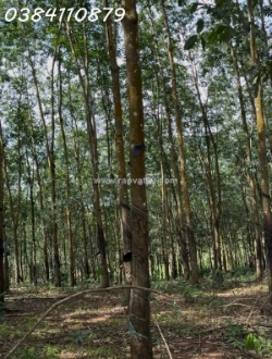 Đất đẹp tân lợi – đồng phú, 2ha cao su – chỉ 3 tỷ