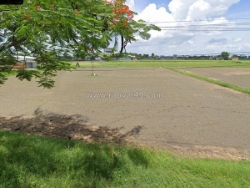 Đất mặt tiền shr đ.8m 557m2, vuông – xuân thới sơn 17 hóc môn ss