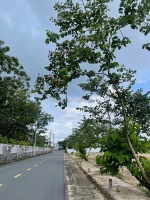 Đất thật – giá thật – sinh lời thật