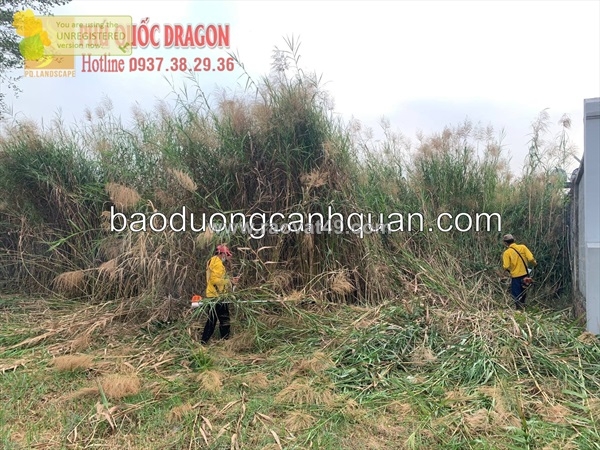 ~/Img/2025/10/dich-vu-cat-co-dai-phat-hoang-bang-may-cat-co-01.jpg