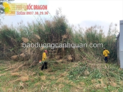 Dịch vụ cắt cỏ dại, phát hoang bằng máy cắt cỏ