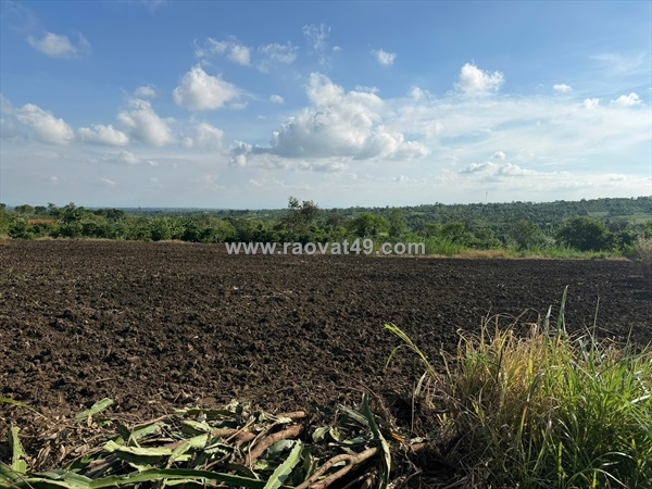 ~/Img/2025/10/gan-9300m2-dat-full-hong-co-the-len-tho-cu-duoc-chat-dat-mau-mo-trong-duoc-cac-01.jpg