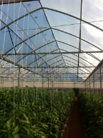 Làm nông hiệu quả, không thể thiếu màng lợp nhà kính politiv