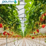 Màng nhà kính: giải pháp nông nghiệp công nghệ cao, hiệu quả kinh tế vượt trội